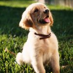 Top Reasons to Enroll Your Pup in a Northern Beaches Puppy School