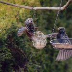 Bring Nature to Your Backyard: Why Bird Feeders Are a Must-Have