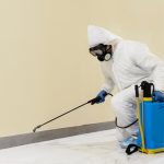 Termite Inspection in Central Coast: Catch It Before It Costs You