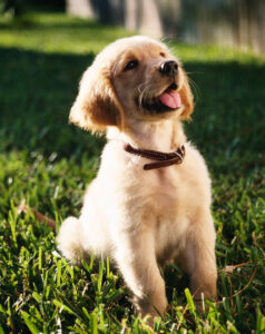 Top Reasons to Enroll Your Pup in a Northern Beaches Puppy School