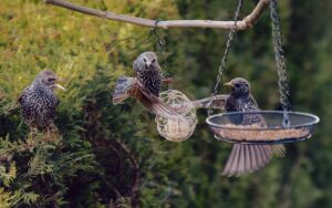 Bring Nature to Your Backyard: Why Bird Feeders Are a Must-Have