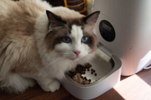 How to Create a Cosy and Safe Space for Your Pet at Home