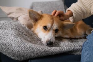 Why Dog Enrichment Is One of the Biggest Pet Trends in 2026